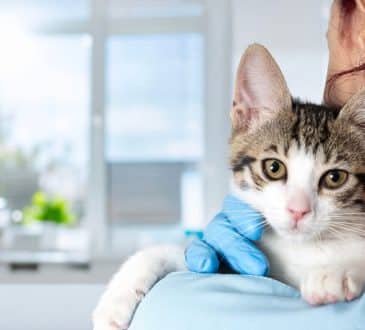 veterinary